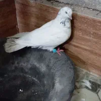 کبوتر شیخ ابری گرفتنی|پرنده|آبادان, |دیوار