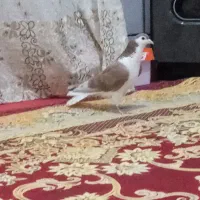 کفتر دمگیر سرخ پشت|پرنده|عسگران, |دیوار