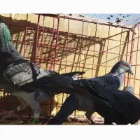 کبوتر پلاکی .المانی|پرنده|بوئین زهرا, |دیوار