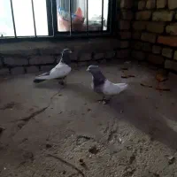 یجفت سینه ای دوعدد نر