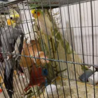 عروس و مرغ عشق|پرنده|علی‌آباد کتول, |دیوار