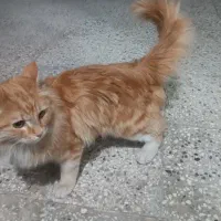 گربه