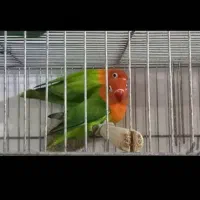 جوجه طوطی برزیلی سرلاکی اپلاین گرین|پرنده|اهواز, گلستان|دیوار