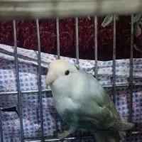 پرنده