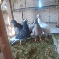 گرفتنی|پرنده|نیشابور, میدون بار|دیوار