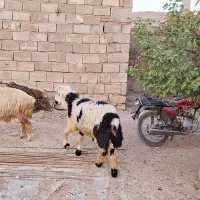 بره،کوه|حیوانات مزرعه|اندیکا, |دیوار