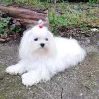 پامرانین حیوان خانگی باهوش