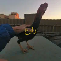 خروس جوان نژاد کمیاب کوشامو - لاری مینیاتوری