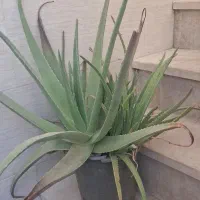 گل آلوئه ورا بزرگ و پاجوش دار