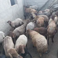 بره نر|حیوانات مزرعه|خورش رستم, |دیوار