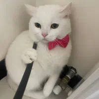 واگذاری گربه بریتیش ماده بالغ