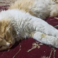 گربه|گربه|سمیرم, |دیوار