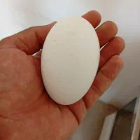 تخم قوغاز و تخم اردک سوزگردن