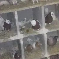 دسته رنگی طوق کله