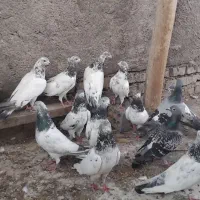 تیدی|پرنده|دزفول, |دیوار