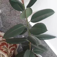 گل و گیاه فروشی|گل و گیاه طبیعی|ارومیه, |دیوار