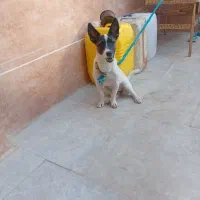سگ نگهبان نژاد خاص