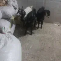 بزغاله خرج خور بزرگ|حیوانات مزرعه|قم, شاه ابراهیم|دیوار