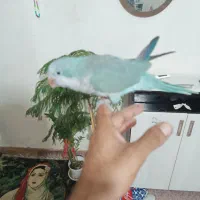 دوعدد طوطی راهب فوق دستی درحد عروسک|پرنده|آبپخش, |دیوار