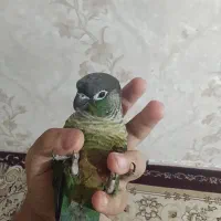 گیرینچیک فول دستی سخنگو با لوازم|پرنده|رباط‌کریم, مسکن مهر آبشناسان|دیوار