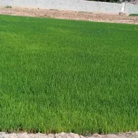 فروش برنج چمپا و فروش چلتوک چمپا|خوردنی و آشامیدنی|فلارد, |دیوار