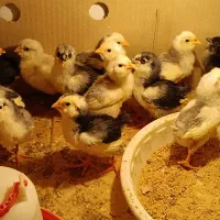 فروش جوجه و تخممرغ گلین طوسی|حیوانات مزرعه|قم, چهل درخت|دیوار