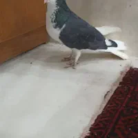 کفتر چپ|پرنده|سنندج, |دیوار