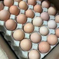 تخم مرغ بومی گلپایگانی .عمده،جزئی ،نیسان|خوردنی و آشامیدنی|پیر بکران, |دیوار