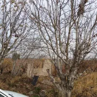 زمین باغی انگور ۶۰۰ متری خوش نقشه|فروش زمین و ملک کلنگی|رباطکریم, منجیل آباد|دیوار