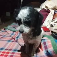 فروش سگ پاکوتاه شیتزو 1 تومن