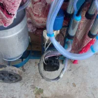 دو عدد گاو شیرده