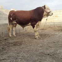 تلقیح مصنوعی گاو و دامپزشکی|خدمات پیشه و مهارت|گنبد کاووس, |دیوار