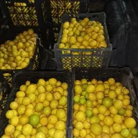 لیمو تازه و آبدار کیلو ۱85