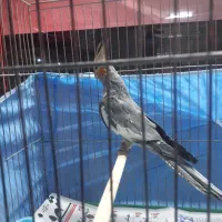 عروس هلندی نر دستی|پرنده|کرج, کرج نو|دیوار