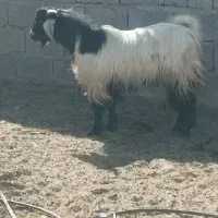 فروش دو عدد نری بخته