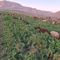 کار در دامداری