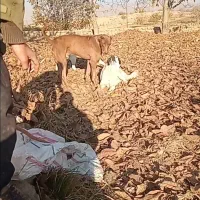 سگ سرآبی|سگ|آشخانه, |دیوار