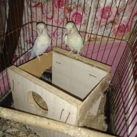 طوطی برزیلی سفید چشم قرمز