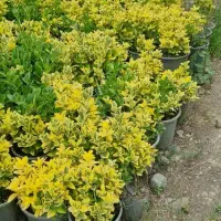 گل و گیاه زینتی ارزان قیمت با کیفیت‌ بالا|گل و گیاه طبیعی|چابکسر, |دیوار