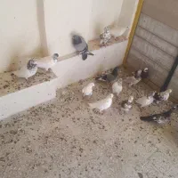 کبوتر غریب گیری