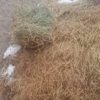 یونجه‌|لوازم جانبی حیوانات|خوی, |دیوار