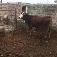 فروش تلیسه آبستن