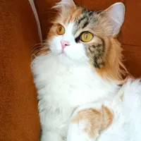گربه پرشین چینچیلا
