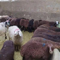 گوساله وبره