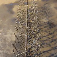 تولید کننده حفاظ شاخ گوزنی|خدمات پیشه و مهارت|تهران, خلازیر|دیوار