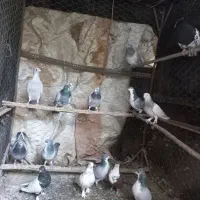 ۱۵ نر دانه ای ۶۰۰ بدون تخفیف