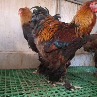 جوجه نیمچه مرغ خروس|حیوانات مزرعه|اندیشه, اندیشه فاز ۵|دیوار