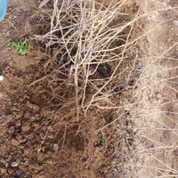 نهال انگور|حراج|تاکستان, |دیوار