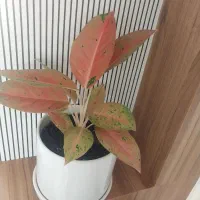 گل پینک لیدی وآگلونما