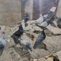 کبوتر